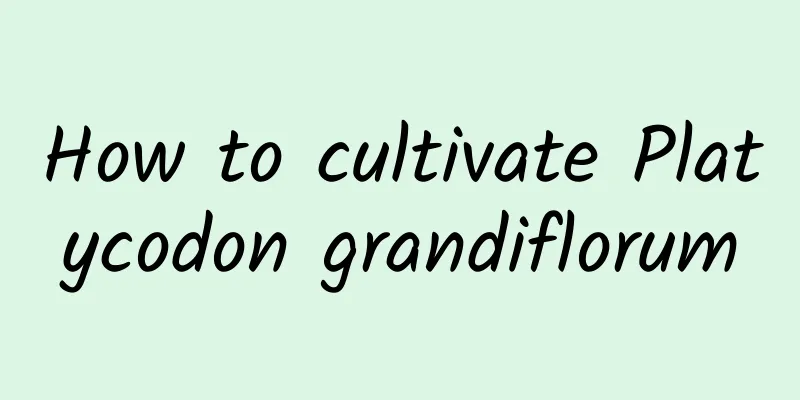 How to cultivate Platycodon grandiflorum