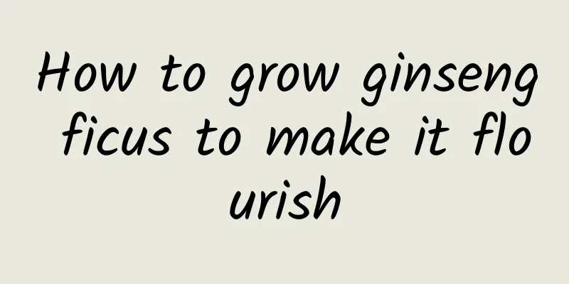 How to grow ginseng ficus to make it flourish
