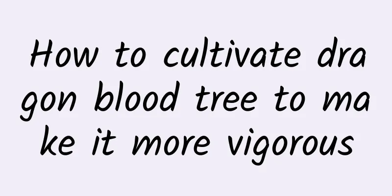 How to cultivate dragon blood tree to make it more vigorous