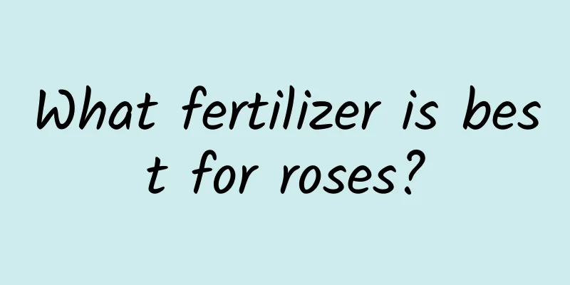 What fertilizer is best for roses?