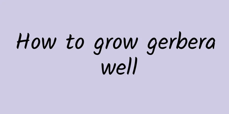 How to grow gerbera well