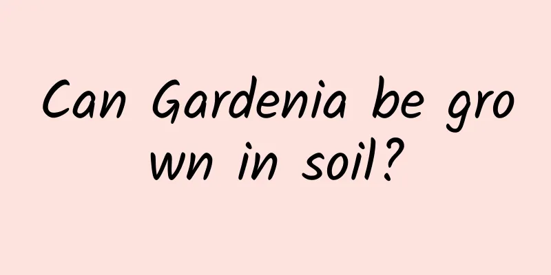 Can Gardenia be grown in soil?