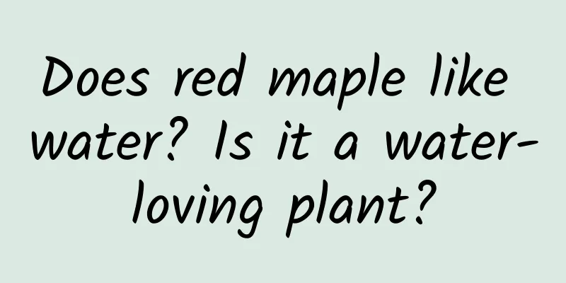 Does red maple like water? Is it a water-loving plant?