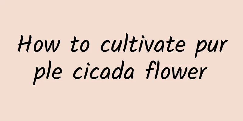 How to cultivate purple cicada flower
