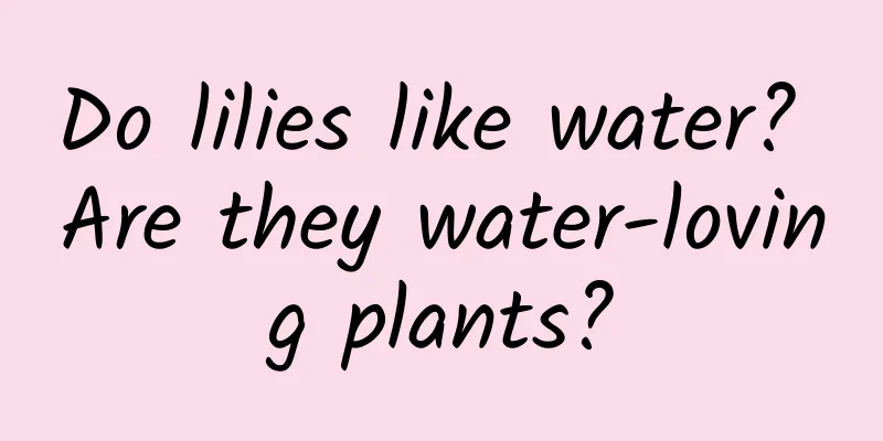 Do lilies like water? Are they water-loving plants?