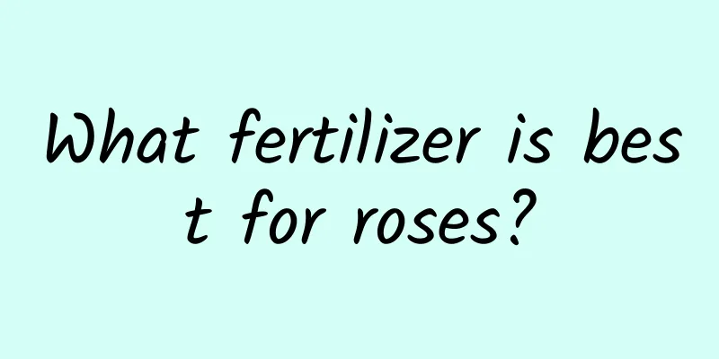 What fertilizer is best for roses?