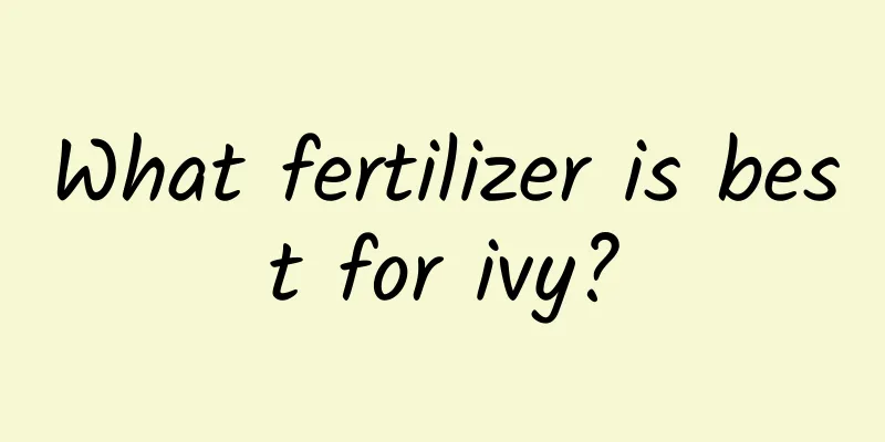 What fertilizer is best for ivy?