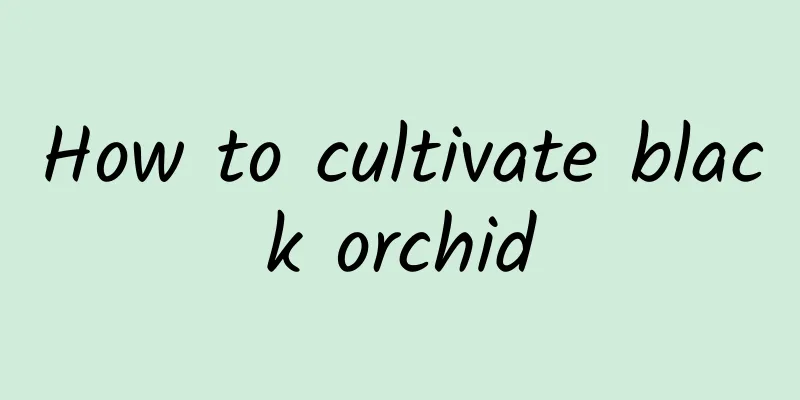 How to cultivate black orchid