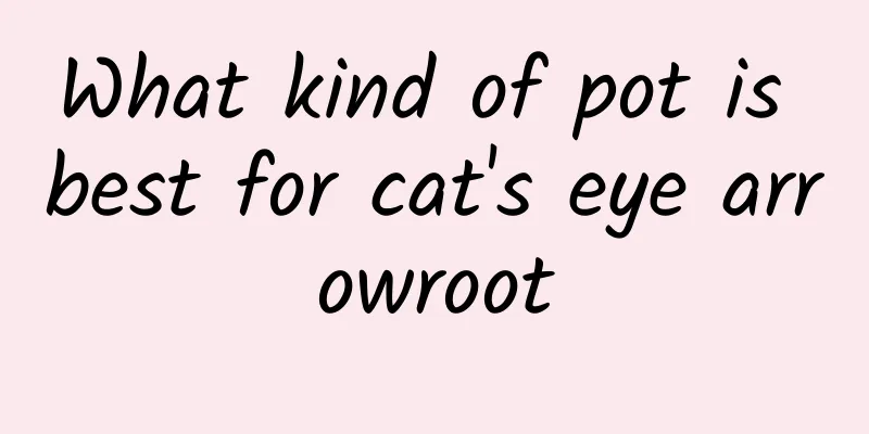 What kind of pot is best for cat's eye arrowroot