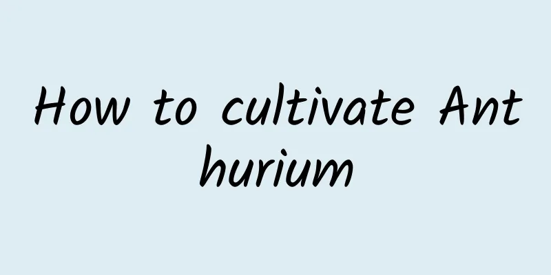 How to cultivate Anthurium