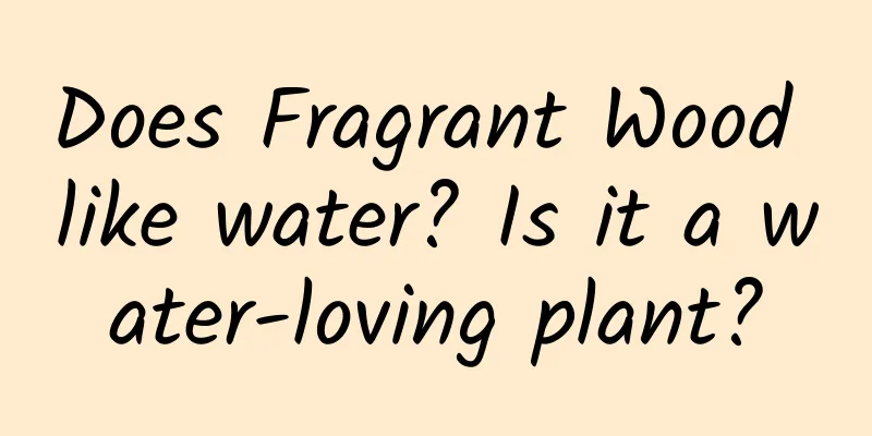 Does Fragrant Wood like water? Is it a water-loving plant?