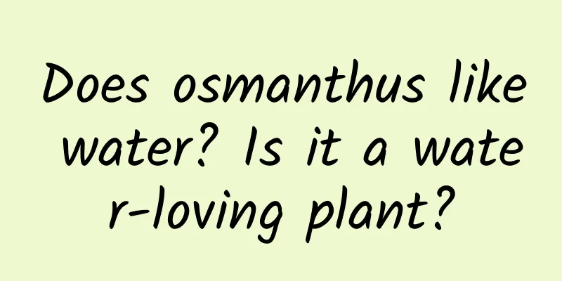 Does osmanthus like water? Is it a water-loving plant?