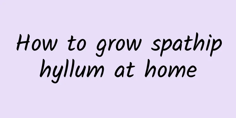 How to grow spathiphyllum at home