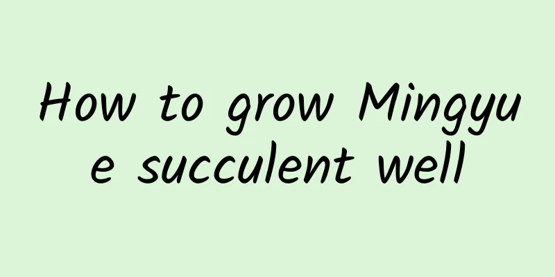 How to grow Mingyue succulent well