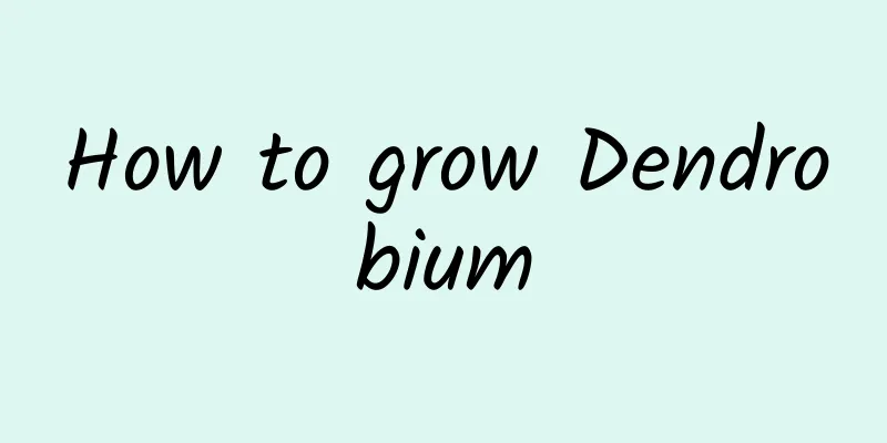 How to grow Dendrobium
