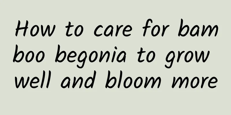 How to care for bamboo begonia to grow well and bloom more