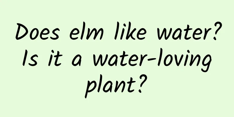 Does elm like water? Is it a water-loving plant?
