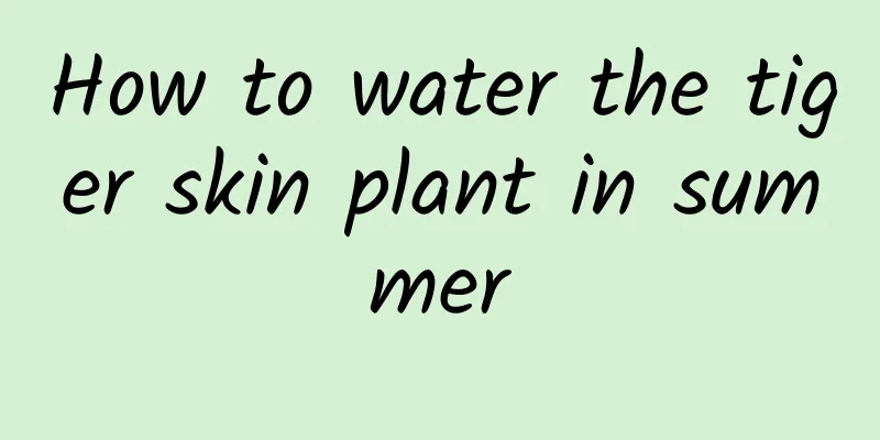 How to water the tiger skin plant in summer