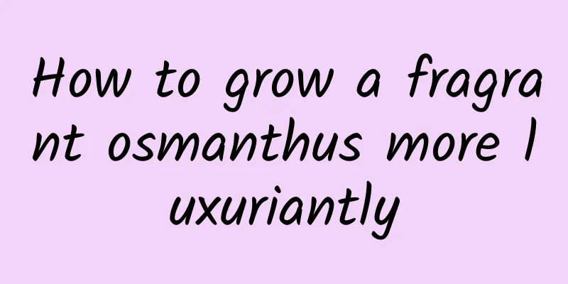 How to grow a fragrant osmanthus more luxuriantly