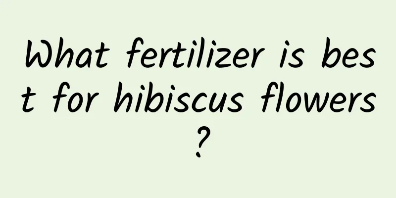 What fertilizer is best for hibiscus flowers?