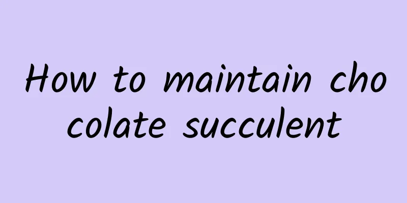 How to maintain chocolate succulent