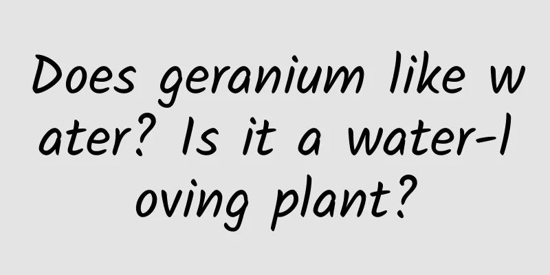 Does geranium like water? Is it a water-loving plant?
