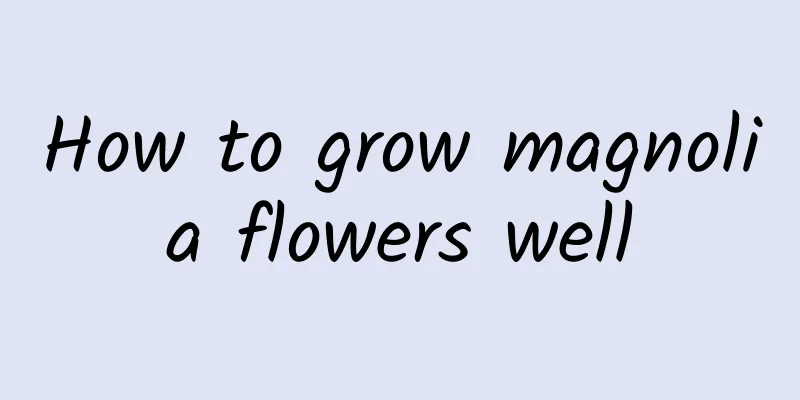 How to grow magnolia flowers well