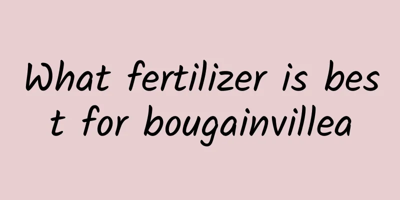 What fertilizer is best for bougainvillea