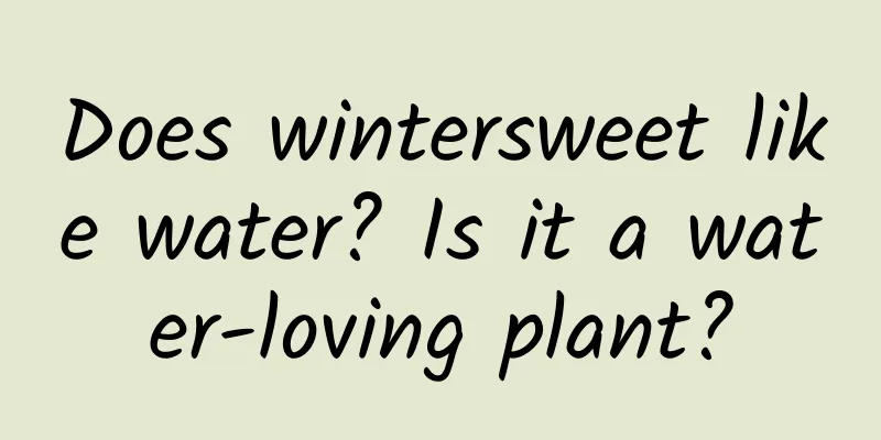 Does wintersweet like water? Is it a water-loving plant?