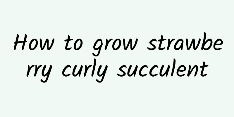 How to grow strawberry curly succulent