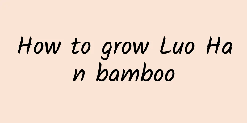 How to grow Luo Han bamboo