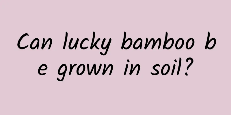 Can lucky bamboo be grown in soil?
