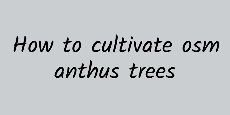 How to cultivate osmanthus trees