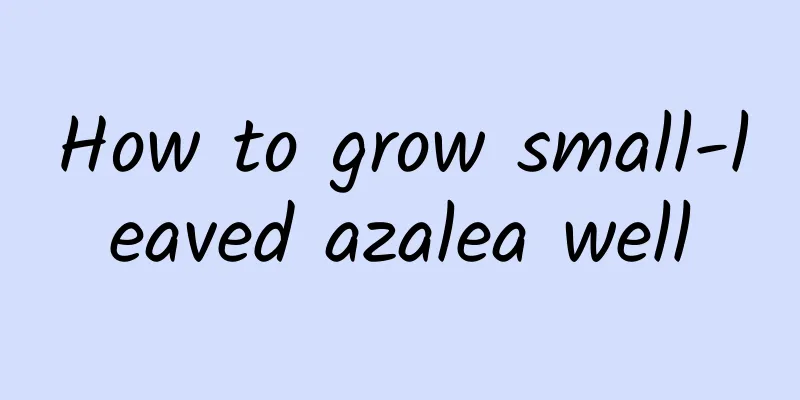 How to grow small-leaved azalea well