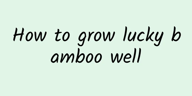 How to grow lucky bamboo well