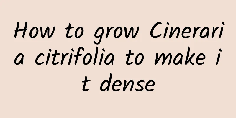 How to grow Cineraria citrifolia to make it dense