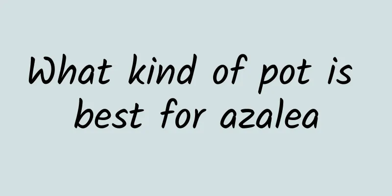 What kind of pot is best for azalea