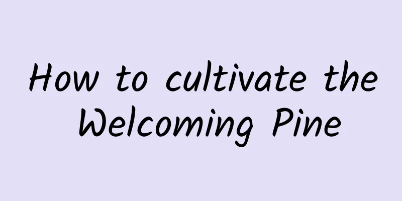 How to cultivate the Welcoming Pine
