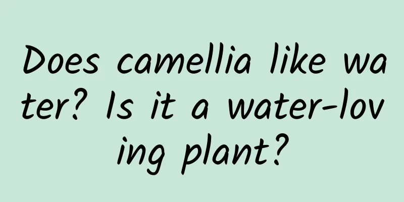 Does camellia like water? Is it a water-loving plant?