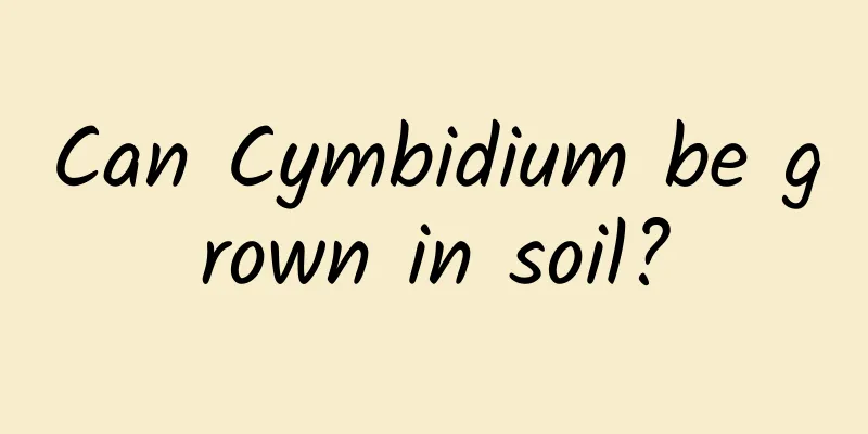 Can Cymbidium be grown in soil?