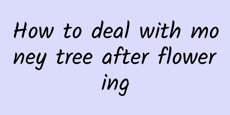 How to deal with money tree after flowering