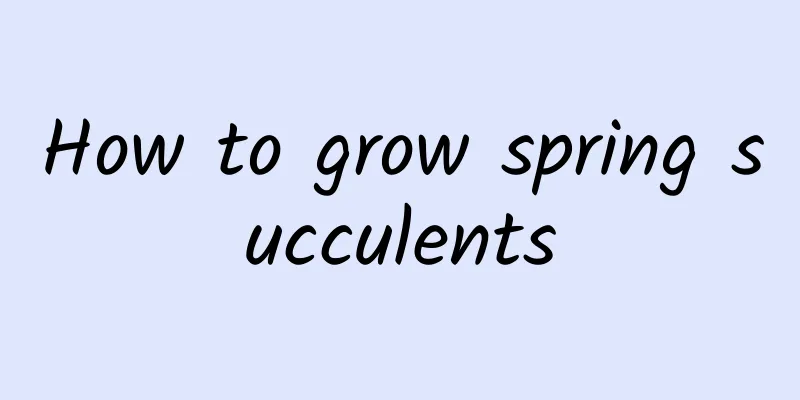 How to grow spring succulents