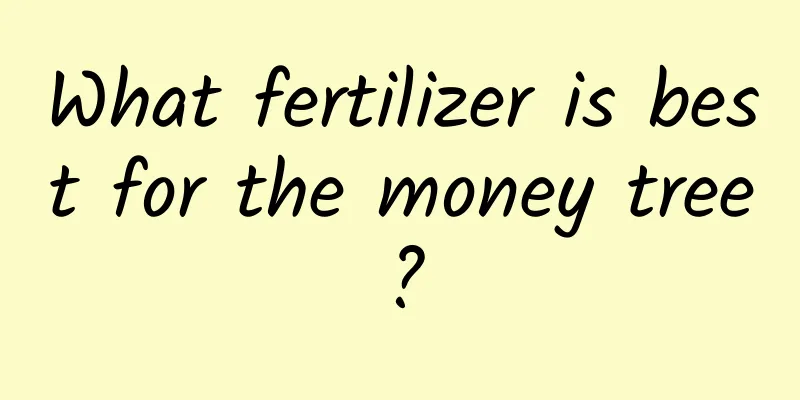 What fertilizer is best for the money tree?