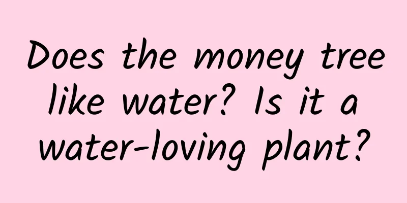 Does the money tree like water? Is it a water-loving plant?