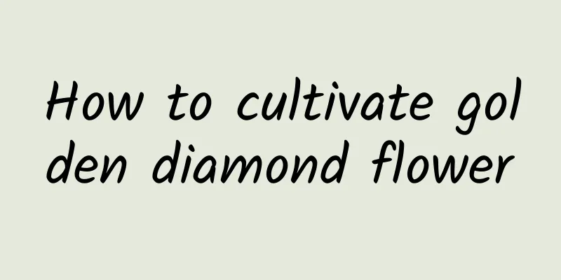 How to cultivate golden diamond flower