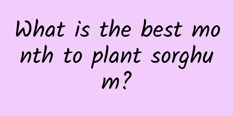 What is the best month to plant sorghum?
