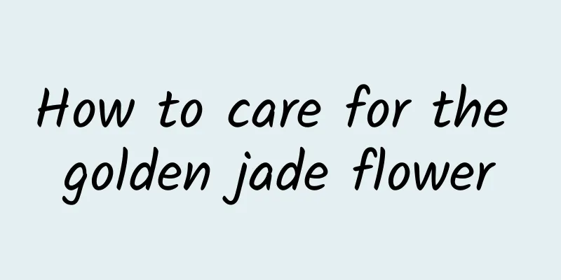 How to care for the golden jade flower