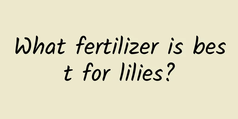 What fertilizer is best for lilies?
