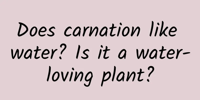 Does carnation like water? Is it a water-loving plant?