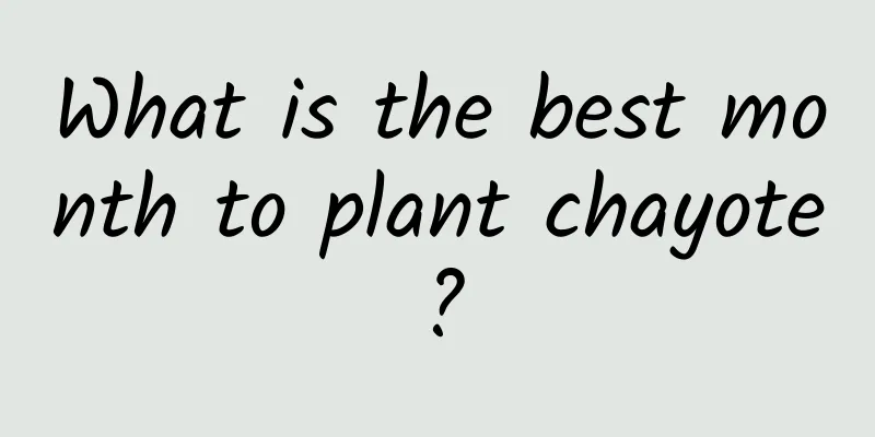 What is the best month to plant chayote?
